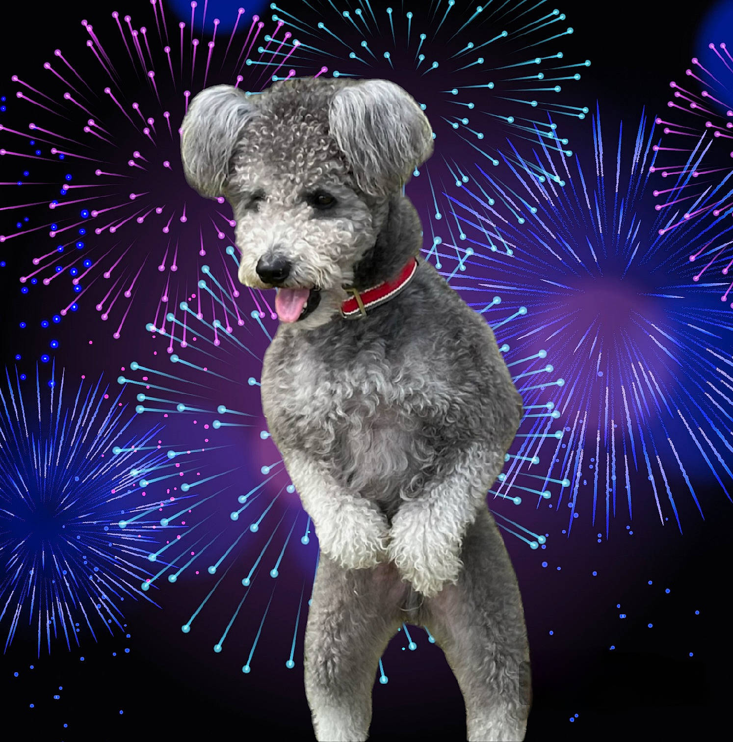 Lucio is registered to the contest to win money with this photo: art, carnivore, dog_breed, electric_blue, event, fur, illustration, koala, light, midnight, organism, pet_supply, plant, snout, sporting_group, stuffed_toy, tail, teddy_bear, toy, working_animal