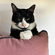 Shiva a rejoint le concours — aidez-le/la à gagner de superbes lots ! cat, black_and_white, yellow_eyes, cushion, pink, texture, whiskers, pet, indoor, feline, resting, closeup, animal, cute, portrait, fur, relaxed, paw, nose, ears