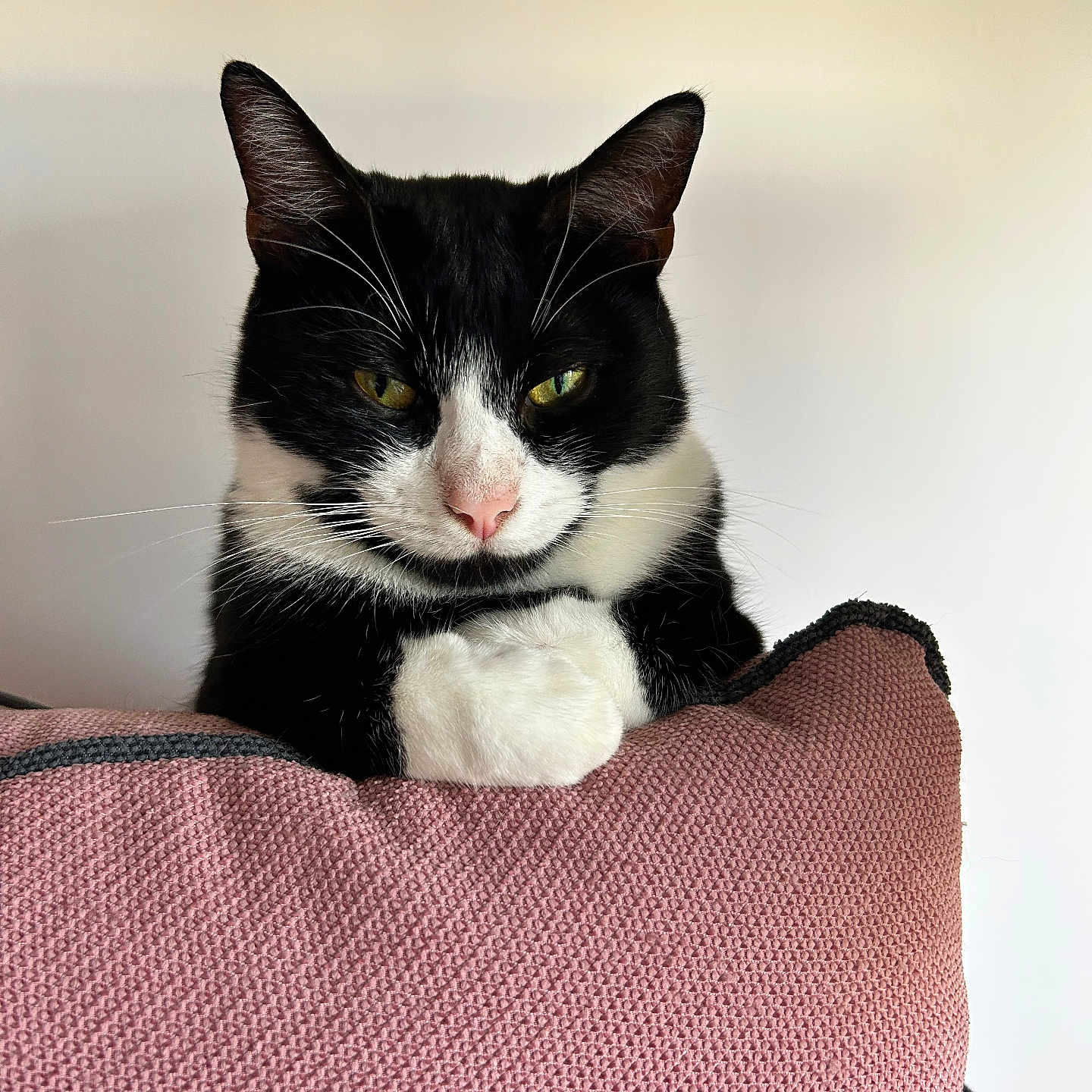 Shiva a rejoint le concours — aidez-le/la à gagner de superbes lots ! animal, black_and_white, cat, closeup, cushion, cute, ears, feline, fur, indoor, nose, paw, pet, pink, portrait, relaxed, resting, texture, whiskers, yellow_eyes