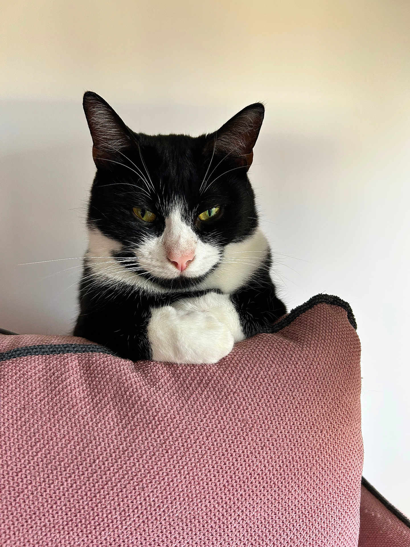 Shiva a rejoint le concours — aidez-le/la à gagner de superbes lots ! cat, black_and_white, yellow_eyes, cushion, pink, texture, whiskers, pet, indoor, feline, resting, closeup, animal, cute, portrait, fur, relaxed, paw, nose, ears