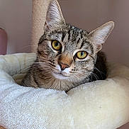 Shakti participe au concours pour gagner de l'argent avec cette photo : cat, tabby_cat, yellow_eyes, pet_bed, scratching_post, indoor, feline, fur, whiskers, close_up, cute, animal, resting, cozy, soft, comfortable, looking_at_camera, house_pet, domestic_cat, relaxed