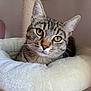 cat, tabby_cat, yellow_eyes, pet_bed, scratching_post, indoor, feline, fur, whiskers, close_up, cute, animal, resting, cozy, soft, comfortable, looking_at_camera, house_pet, domestic_cat, relaxed