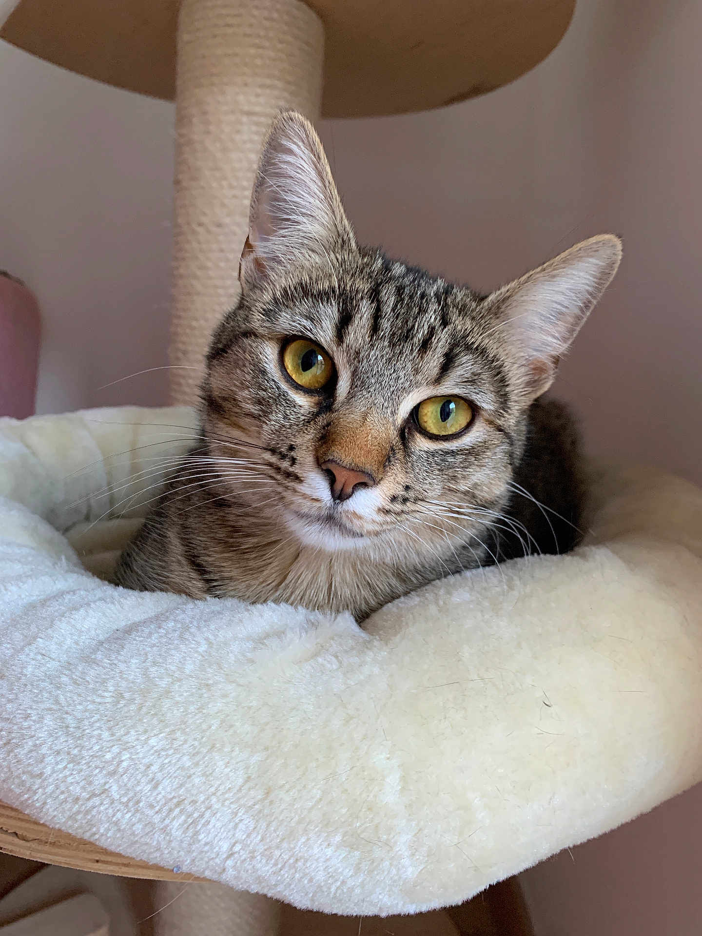 Shakti participe au concours pour gagner de l'argent avec cette photo : cat, tabby_cat, yellow_eyes, pet_bed, scratching_post, indoor, feline, fur, whiskers, close_up, cute, animal, resting, cozy, soft, comfortable, looking_at_camera, house_pet, domestic_cat, relaxed
