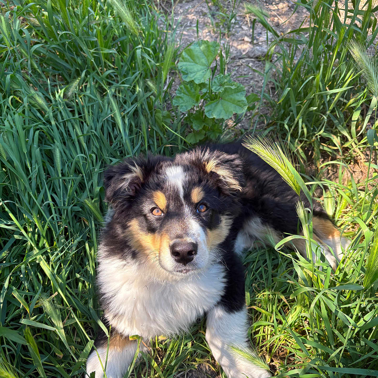Atlas participe au concours pour gagner de l'argent avec cette photo : adorable, animal, canine, cute, dog, ears, eyes, fur, grass, greenery, laying_down, mammal, nature, nose, outdoor, pet, puppy, sunlight, tricolor, young