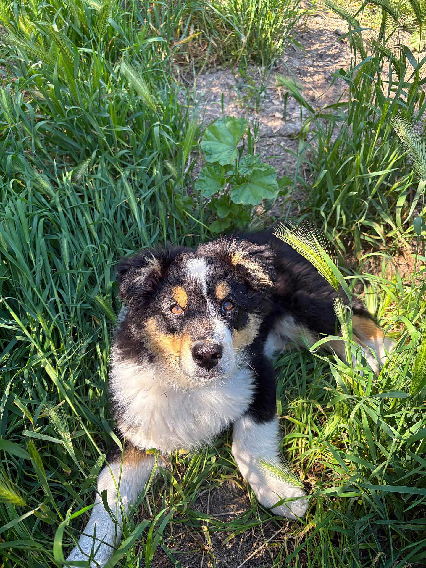 Atlas participe au concours pour gagner de l'argent avec cette photo : dog, puppy, grass, outdoor, nature, tricolor, pet, animal, cute, fur, eyes, nose, ears, laying_down, sunlight, greenery, young, adorable, mammal, canine