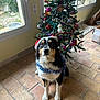 Atlas participe au concours pour gagner de l'argent avec cette photo : dog, christmas_tree, holiday_decorations, santa_hat, tinsel, indoor, floor_tiles, window, ornaments, snowman_decoration, pet, festive, holiday, decor, animal, canine, christmas, cute, waiting, decorated_tree