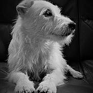 Ninja participe au concours pour gagner de l'argent avec cette photo : dog, pet, animal, black_and_white, fur, leather_couch, resting, side_profile, close_up, cute, domestic_animal, canine, portrait, indoor, paw, whiskers, snout, relaxed, furry, companion