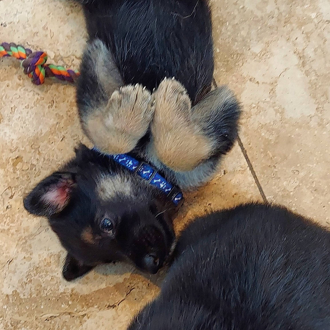 Arrow is registered to the contest to win money with this photo: canidae, carnivore, dog, dog_breed, fawn, mammal, puppy, schipperke, sporting_group, vertebrate