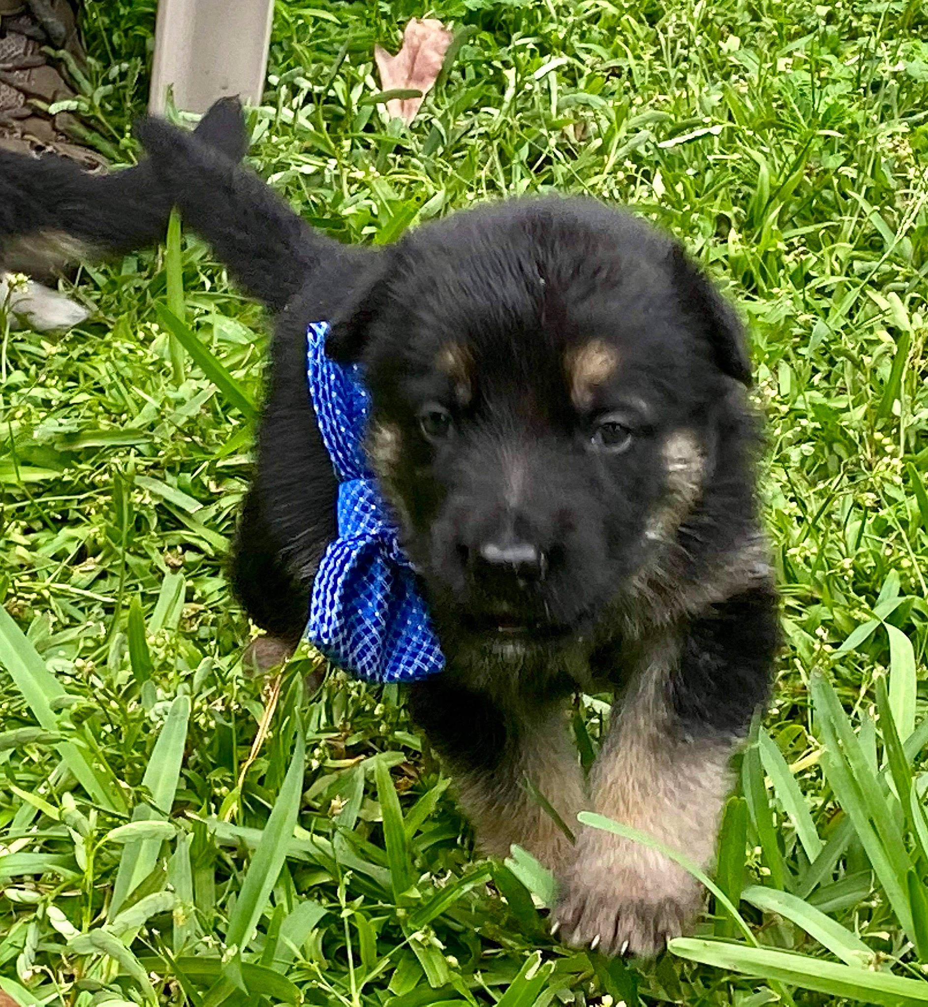 Arrow joined the competition — help win amazing prizes! canidae, carnivore, companion_dog, dog, dog_breed, grass, mammal, plant, puppy, rare_breed_dog, sporting_group, vertebrate