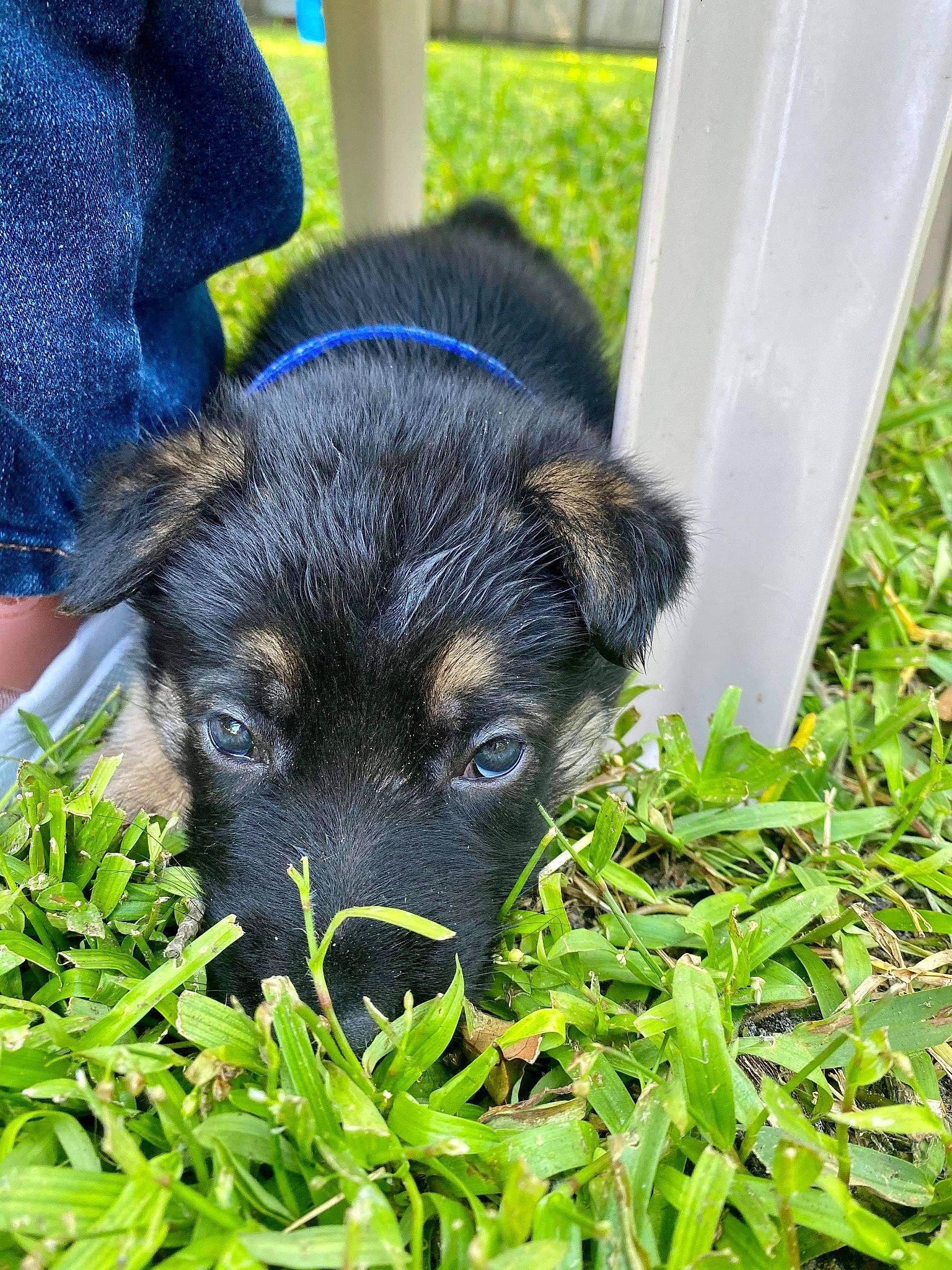 Arrow joined the competition — help win amazing prizes! black_and_tan_terrier, canidae, carnivore, companion_dog, dog, dog_breed, german_shepherd_dog, grass, plant, puppy, snout, sporting_group