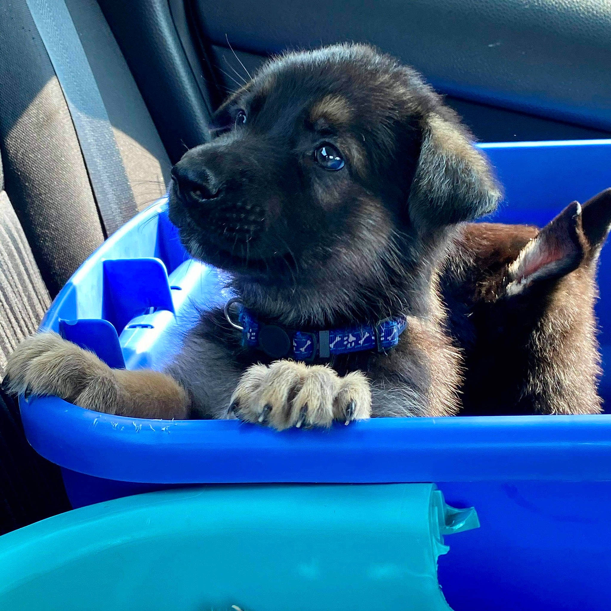 Arrow is registered to the contest to win money with this photo: canidae, carnivore, dog, dog_breed, fawn, giant_dog_breed, leonberger, mammal, newfoundland, puppy, snout, sporting_group, vertebrate, working_dog