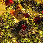 Pumpkin is registered to the contest to win money with this photo: cat, kitten, christmas_tree, christmas_ornaments, pine_cones, red_baubles, fairy_lights, greenery, holiday_decorations, festive, indoor, curious, pet, animal, close_up, decor, seasonal, celebration, cute, sniffing
