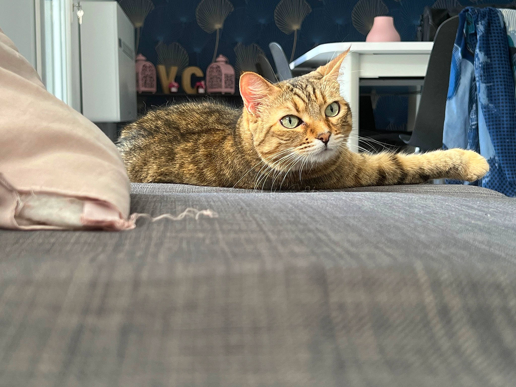 Liya a rejoint le concours — aidez-le/la à gagner de superbes lots ! bedding, carnivore, cat, comfort, couch, domestic_short_haired_cat, felidae, flooring, fur, grey, linens, paw, sitting, small_to_medium_sized_cats, snout, tail, tree, whiskers, wildlife, wood