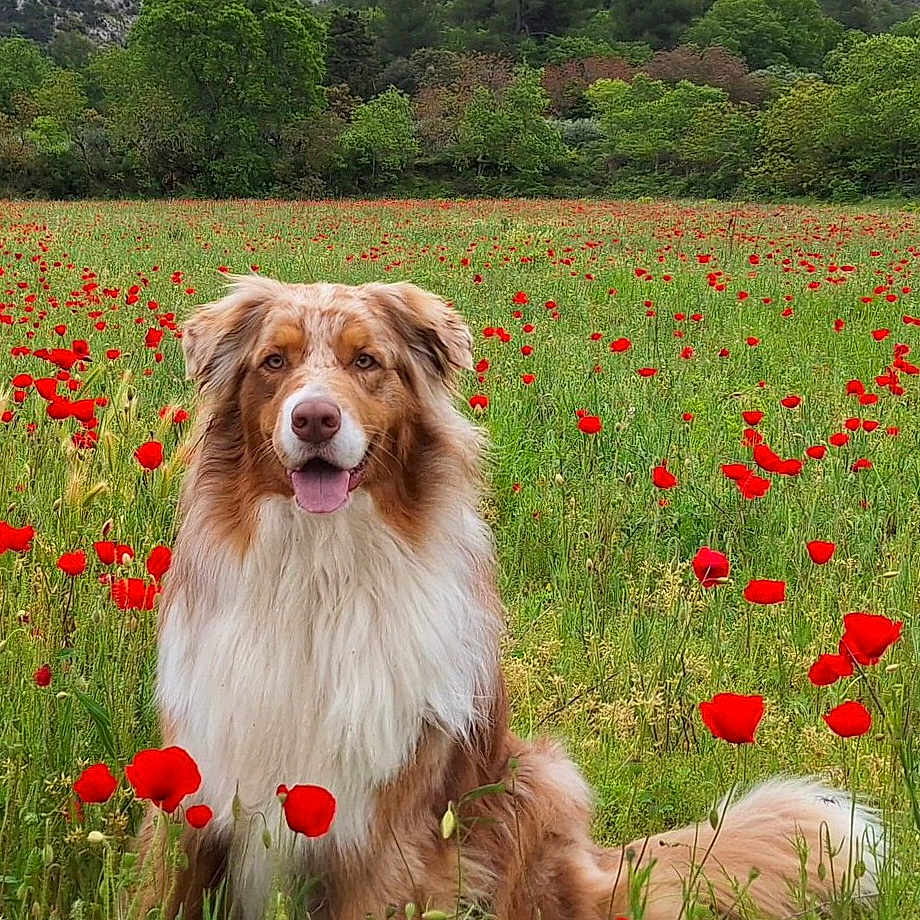 Ruschka participe au concours pour gagner de l'argent avec cette photo : animal, canine, dog, field, flora, flowers, fur, grass, greenery, happy, landscape, mountains, nature, outdoor, pet, poppies, scenic, sitting, summer, wildflowers
