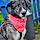 Jessie