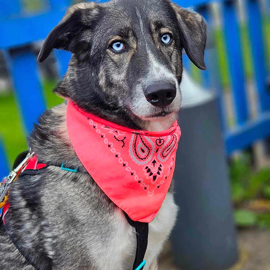 Jessie joined the competition — help win amazing prizes! accessories, animal, bandana, canine, clothing, collar, dog, formalwear, headband, hound, husky, labradorretriever, leash, pet, puppy, scarf, snout, strap, sunglasses, tie