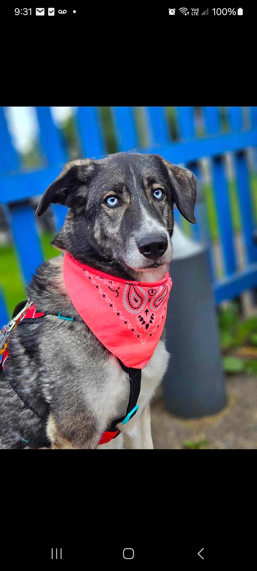 Jessie joined the competition — help win amazing prizes! accessories, animal, bandana, canine, clothing, collar, dog, formalwear, headband, hound, husky, labradorretriever, leash, pet, puppy, scarf, snout, strap, sunglasses, tie