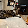 Tara is registered to the contest to win money with this photo: cat, tabby_cat, striped, lounging, couch, living_room, furniture, television, wooden_cabinet, floor, curious, pet, domestic_animal, indoor, relaxing, whiskers, ears, tail, soft_furniture, home