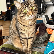 Tara is registered to the contest to win money with this photo: cat, tabby_cat, indoor, couch, remote_control, headset, pillow, curious, yellow_eyes, fur, striped, pet, domestic_animal, wood_floor, furniture, cozy, living_room, closeup, sitting, whiskers