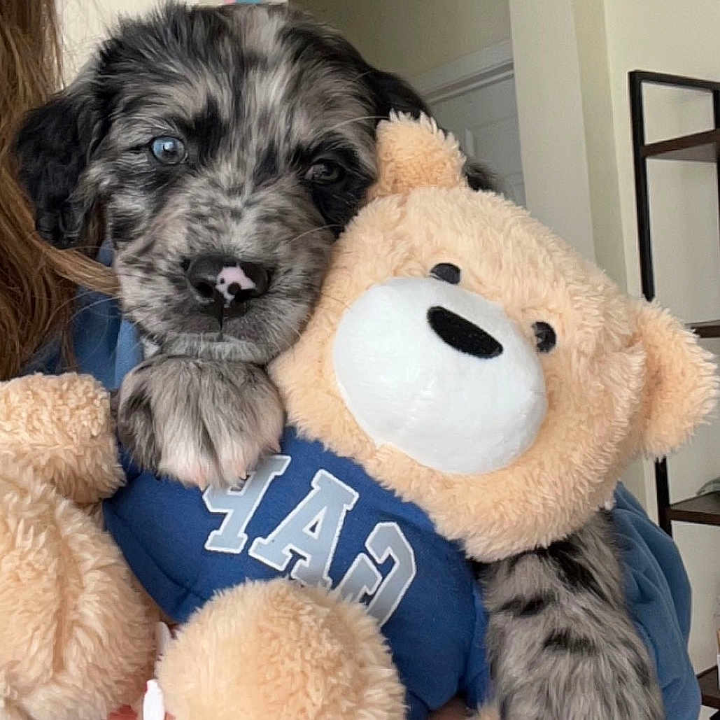 Arlo is registered to the contest to win money with this photo: canidae, carnivore, companion_dog, dog, dog_breed, dog_clothes, dog_supply, fur, mammal, non_sporting_group, pet_supply, plush, small_terrier, snout, stuffed_toy, terrier, toy, toy_dog, yorkipoo