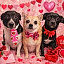 dog, small_dog, trio, valentine_theme, hearts, roses, gift, bow_tie, bandana, portrait, pink, red, plush, decorations, love, sitting, closeup, cute, studio_shot, pets