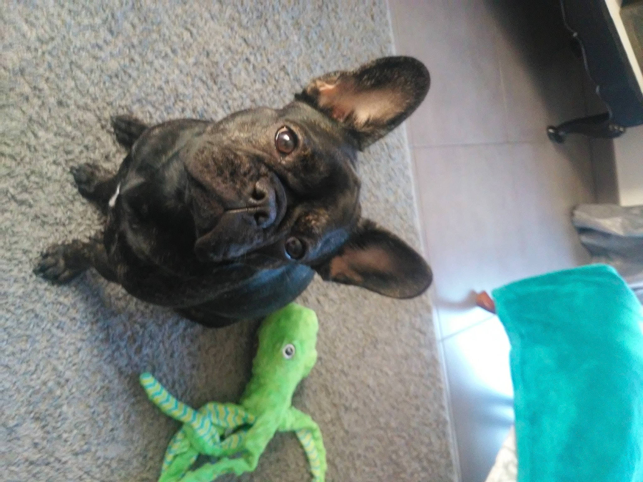 Fleur a rejoint le concours — aidez-le/la à gagner de superbes lots ! amphibian, carnivore, collar, companion_dog, dog, dog_breed, dog_collar, ear, fawn, felidae, french_bulldog, iguania, liver, paw, tail, terrestrial_animal, toy, toy_dog, whiskers, working_animal