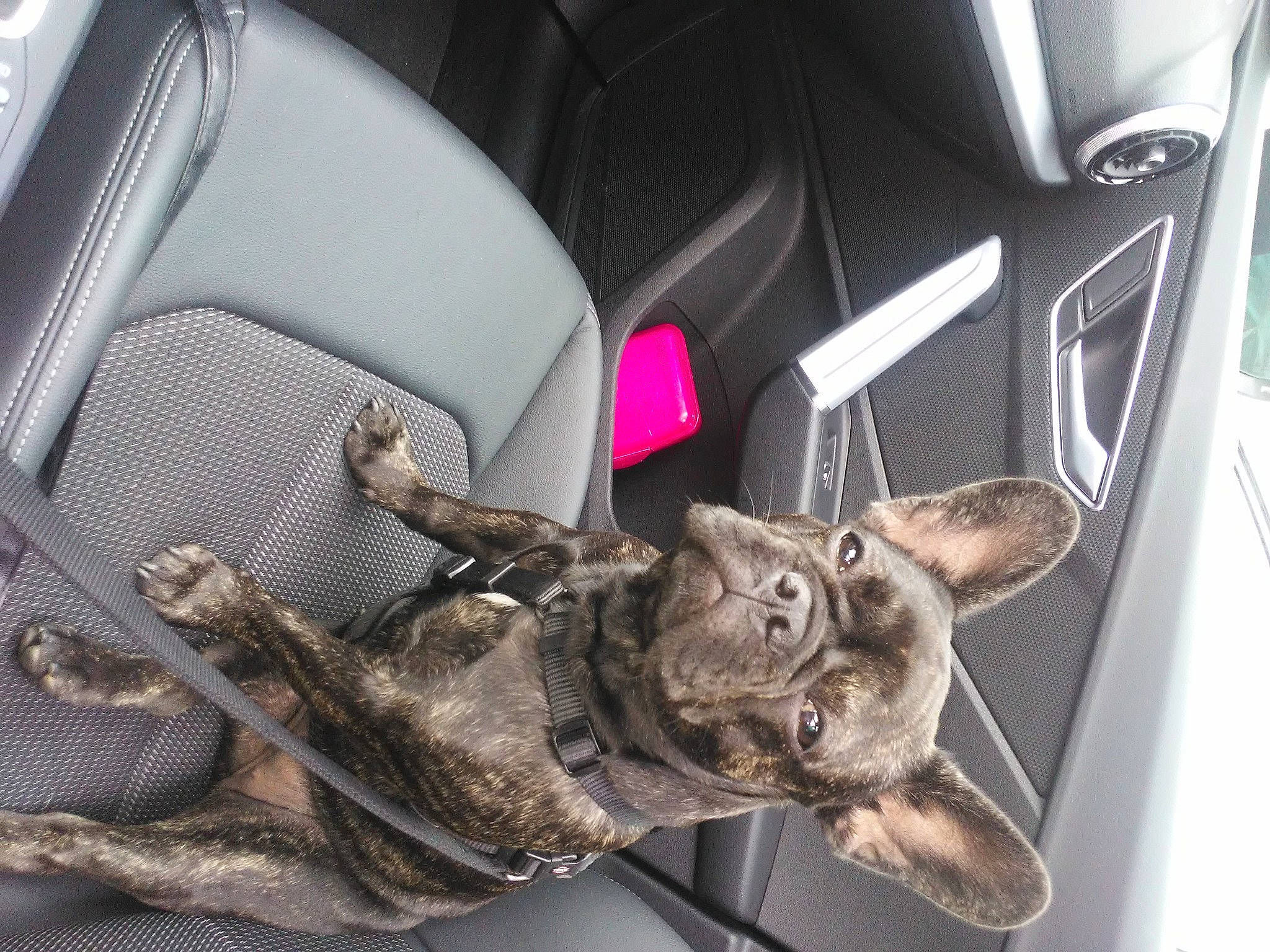 Fleur participe au concours pour gagner de l'argent avec cette photo : auto_part, automotive_design, automotive_exterior, bag, boot, car, car_seat, car_seat_cover, family_car, fur, head_restraint, luxury_vehicle, metal, military_camouflage, motor_vehicle, outdoor_shoe, personal_luxury_car, personal_protective_equipment, vehicle, vehicle_door