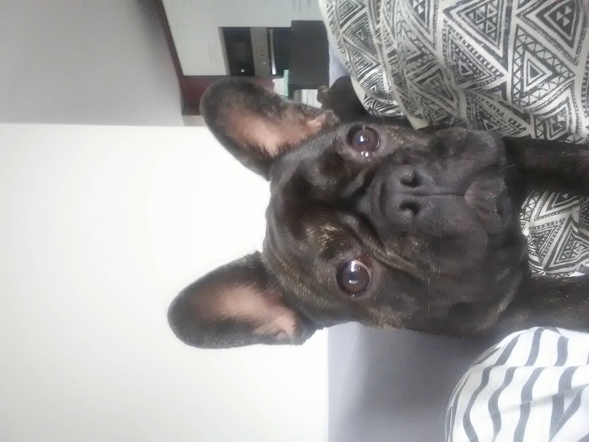 Fleur a rejoint le concours — aidez-le/la à gagner de superbes lots ! canidae, carnivore, collar, companion_dog, dog, dog_breed, dog_collar, ear, fawn, fur, guard_dog, liver, non_sporting_group, snout, sporting_group, tail, terrestrial_animal, whiskers, working_animal, wrinkle