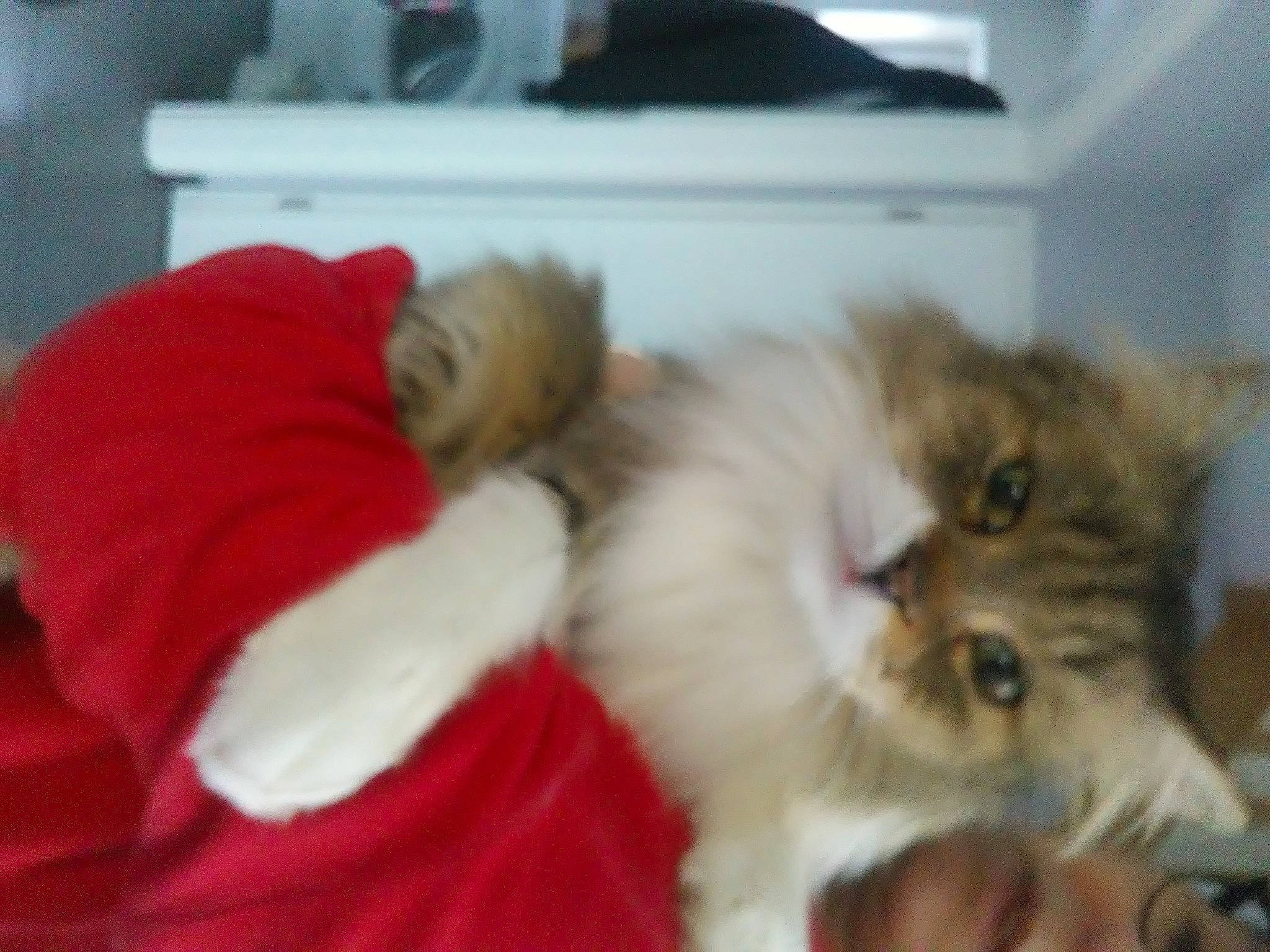 Gribouille participe au concours pour gagner de l'argent avec cette photo : carnivore, cat, claw, comfort, companion_dog, dog_breed, fawn, felidae, flooring, fur, hardwood, paw, photo_caption, room, small_to_medium_sized_cats, snout, tail, terrestrial_animal, whiskers