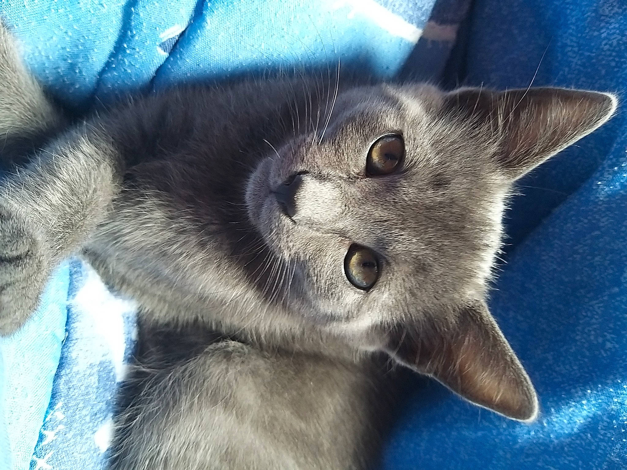 Rio participe au concours pour gagner de l'argent avec cette photo : carnivore, cat, chartreux, domestic_short_haired_cat, felidae, fur, kitten, korat, mammal, nebelung, russian_blue, sky, small_to_medium_sized_cats, snout, whiskers