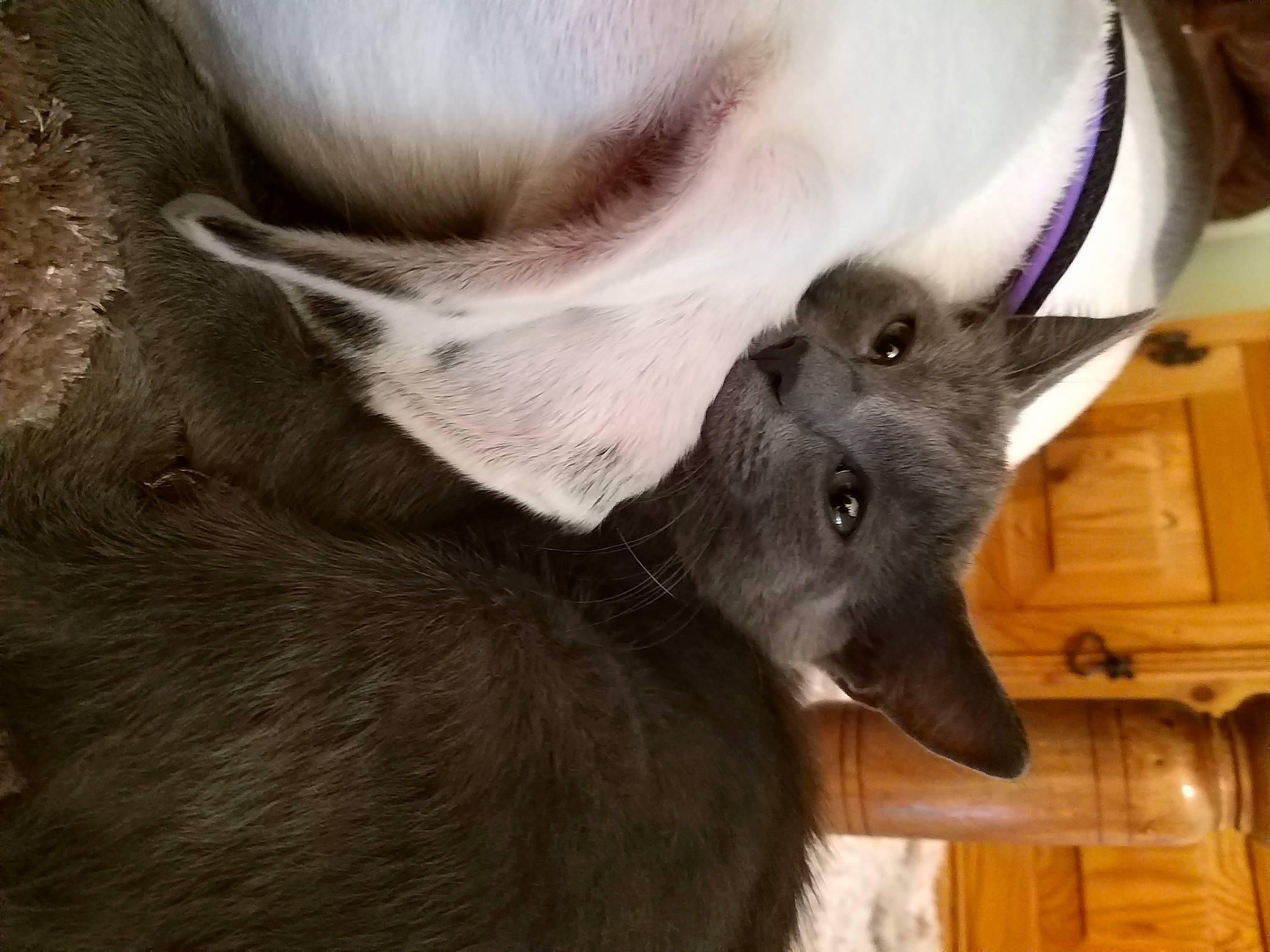 Rio a rejoint le concours — aidez-le/la à gagner de superbes lots ! canidae, carnivore, cat, ear, fawn, felidae, korat, nebelung, russian_blue, snout, sporting_group, weimaraner, whiskers