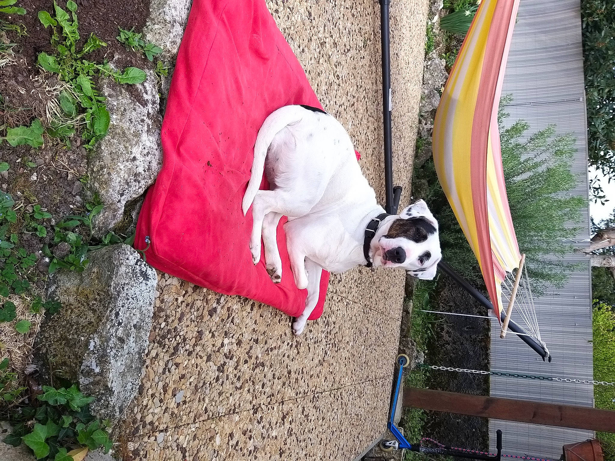 Yushka participe au concours pour gagner de l'argent avec cette photo : american_bulldog, canidae, carnivore, dog, dog_breed, dogo_guatemalteco, fawn, non_sporting_group, pointer, sporting_group, tail