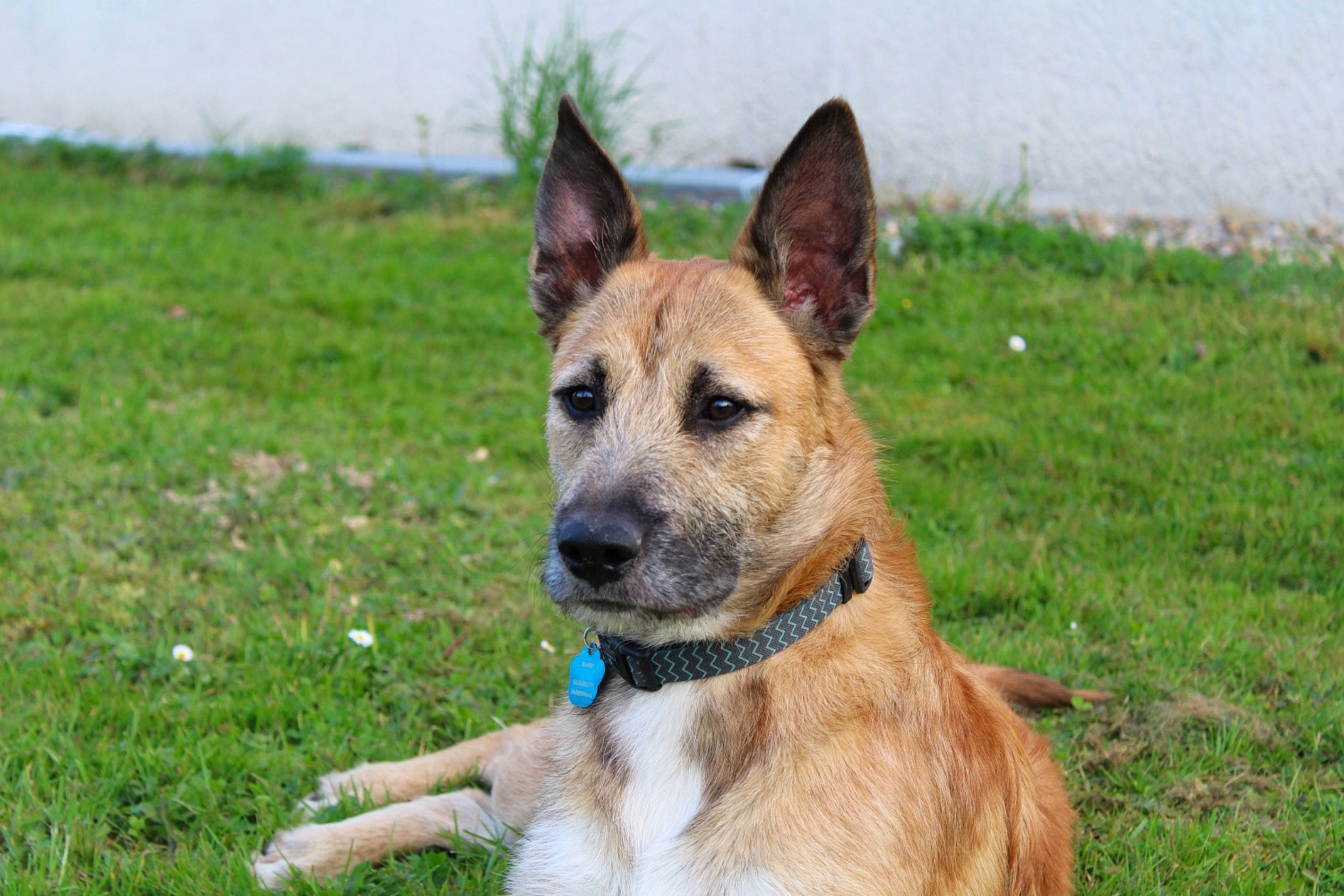 Scooby participe au concours pour gagner de l'argent avec cette photo : ancient_dog_breeds, canidae, carnivore, collar, companion_dog, dog, dog_breed, fawn, grass, grassland, herding_dog, non_sporting_group, plant, snout, sporting_group, terrestrial_animal, whiskers, working_animal, working_dog