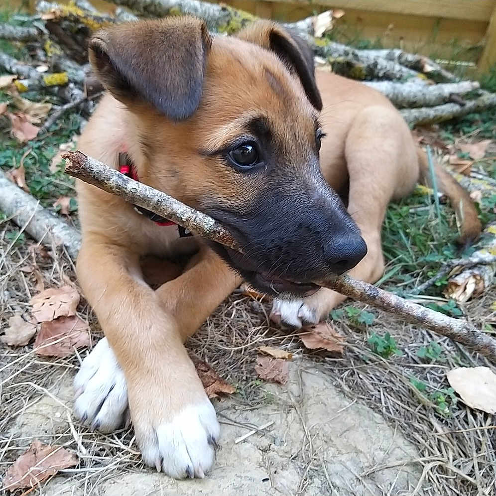 Scooby