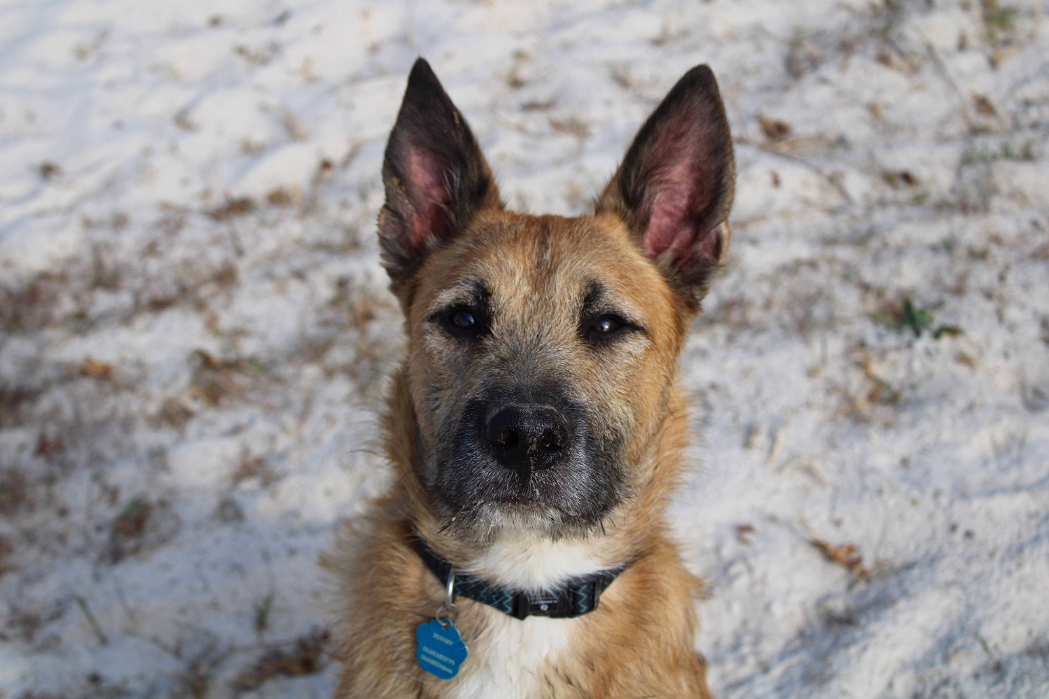 Scooby a rejoint le concours — aidez-le/la à gagner de superbes lots ! ancient_dog_breeds, canidae, carnivore, collar, companion_dog, dog, dog_breed, fawn, fur, herding_dog, non_sporting_group, snout, snow, sporting_group, terrestrial_animal, whiskers, winter, working_dog