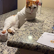 White Boy is registered to the contest to win money with this photo: animal, beige_wall, casual_pose, cat, counter, domestic, feline, food_wrapper, granite_countertop, household, indoor, kitchen, lounging, orange_and_white_cat, painting, pet, relaxed, table, wall_art, water_bottle