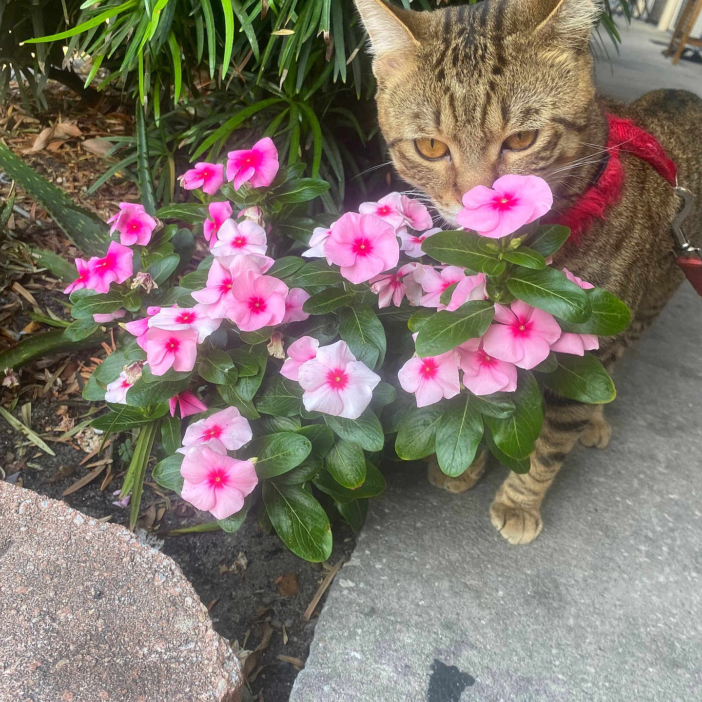Tigger joined the competition — help win amazing prizes! anemone, face, flower, geranium, head, herbal, herbs, jar, leaf, person, petal, photography, plant, planter, portrait, pottedplant, pottery, purple, rock, vase