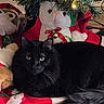animal, black_cat, cat, christmas_tree, cozy, decorations, domestic, feline, festive, fluffy, green, holiday, indoor, lights, pet, red, relaxing, stuffed_animals, tree_skirt, wood_floor