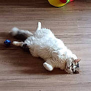 Millie joined the competition — help win amazing prizes! belly_up, cat, colorful_tunnel, cute, domestic_cat, feline, floor, fluffy, fur, gaze, home_interior, indoor, paws, pet, playing, portrait, relaxed, toy_ball, whiskers, wooden_floor