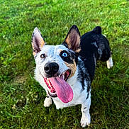 Hank-Cowboy Corgi is registered to the contest to win money with this photo: dog, dogs, puppy, heterochromia, blue_eye, brown_eye, tongue, open_mouth, smiling, happy, black_and_white, outdoor, grass, garden, pet, animal, portrait, close_up, playful, funny