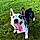 Hank-Cowboy Corgi