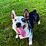 dog, dogs, puppy, heterochromia, blue_eye, brown_eye, tongue, open_mouth, smiling, happy, black_and_white, outdoor, grass, garden, pet, animal, portrait, close_up, playful, funny
