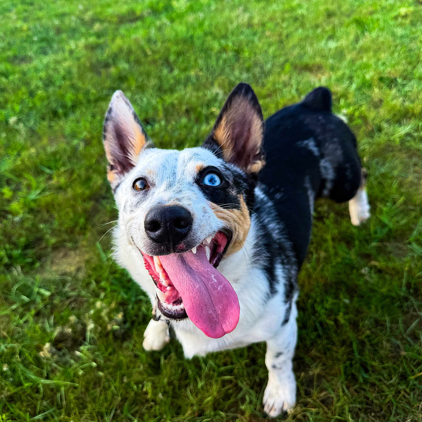Hank-Cowboy Corgi