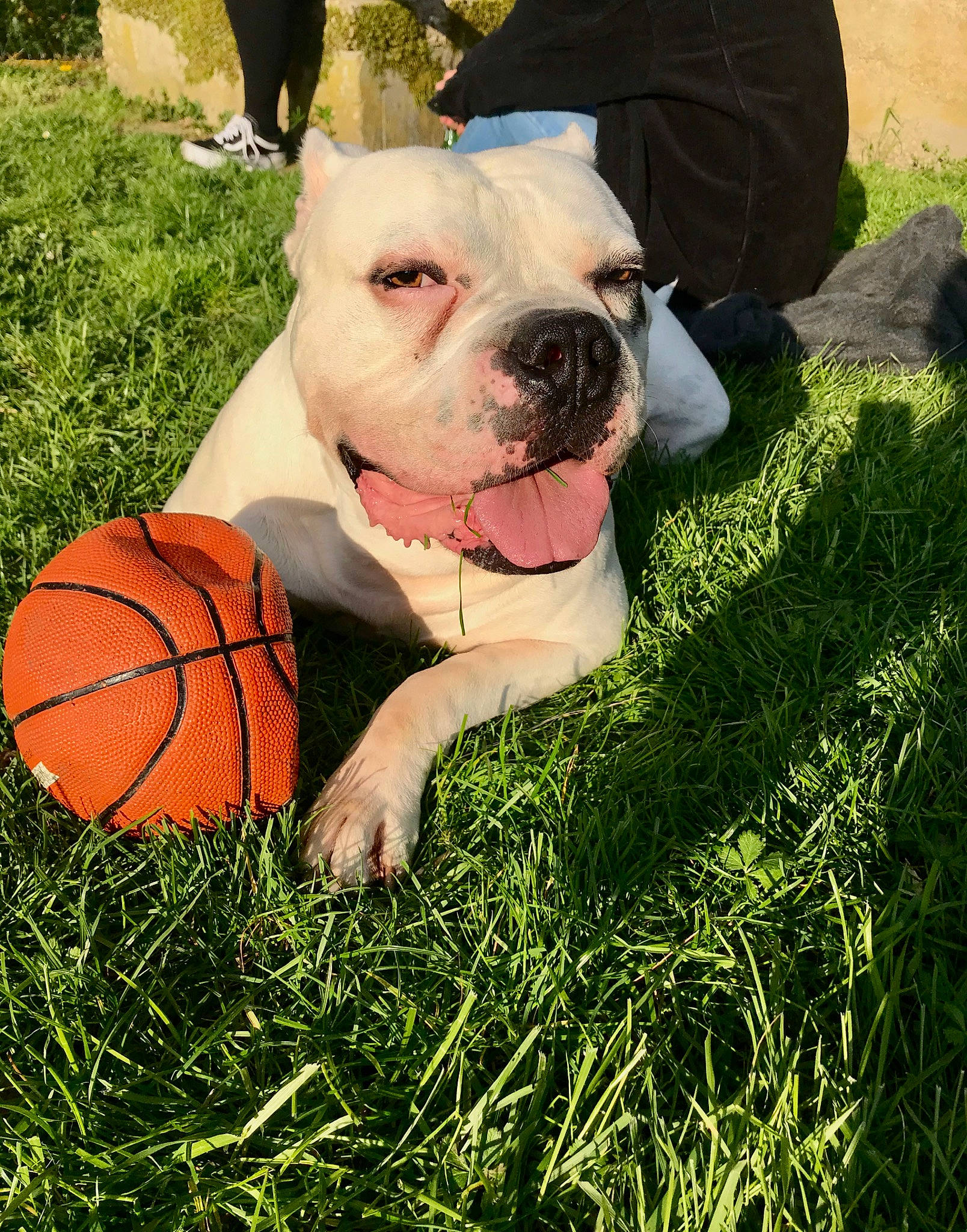 Jackpot participe au concours pour gagner de l'argent avec cette photo : american_bulldog, australian_bulldog, british_bulldogs, bulldog, canidae, carnivore, dog, dog_breed, dorset_olde_tyme_bulldogge, grass, mammal, non_sporting_group, old_english_bulldog, olde_english_bulldogge, rare_breed_dog, snout, sporting_group, toy_bulldog, vertebrate, white_english_bulldog