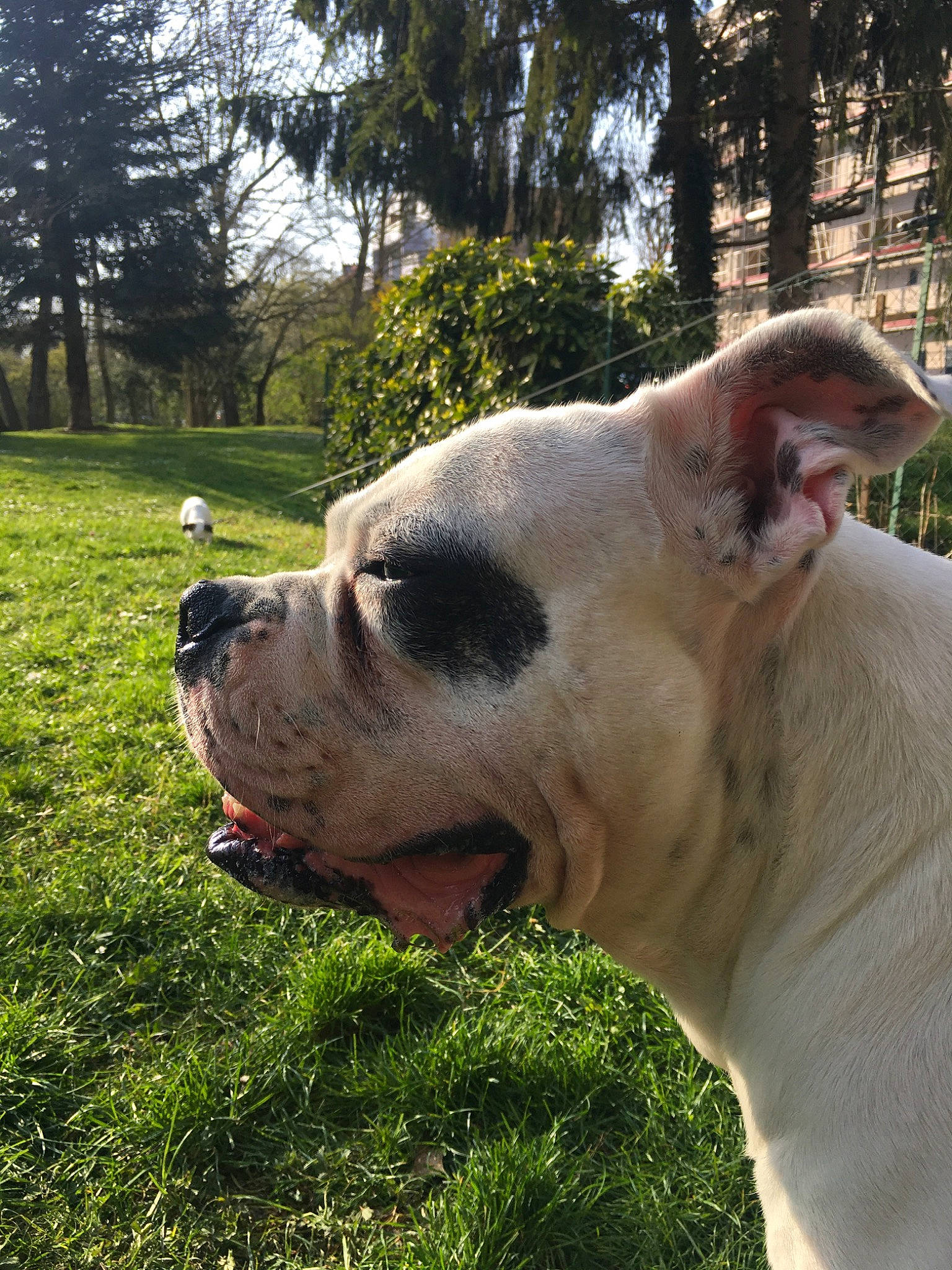 Jackpot participe au concours pour gagner de l'argent avec cette photo : american_bulldog, australian_bulldog, bulldog, bully_kutta, canidae, carnivore, cordoba_fighting_dog, dog, dog_breed, dogo_argentino, dogo_guatemalteco, dorset_olde_tyme_bulldogge, grass, mammal, non_sporting_group, old_english_bulldog, olde_english_bulldogge, snout, valley_bulldog, vertebrate