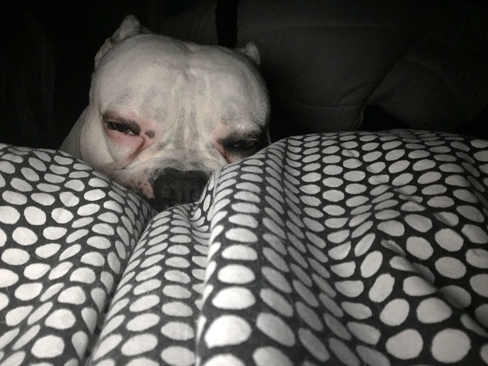 Jackpot a rejoint le concours — aidez-le/la à gagner de superbes lots ! american_bulldog, bulldog, canidae, carnivore, companion_dog, dog, dog_breed, fawn, french_bulldog, nap, non_sporting_group, skin, snout