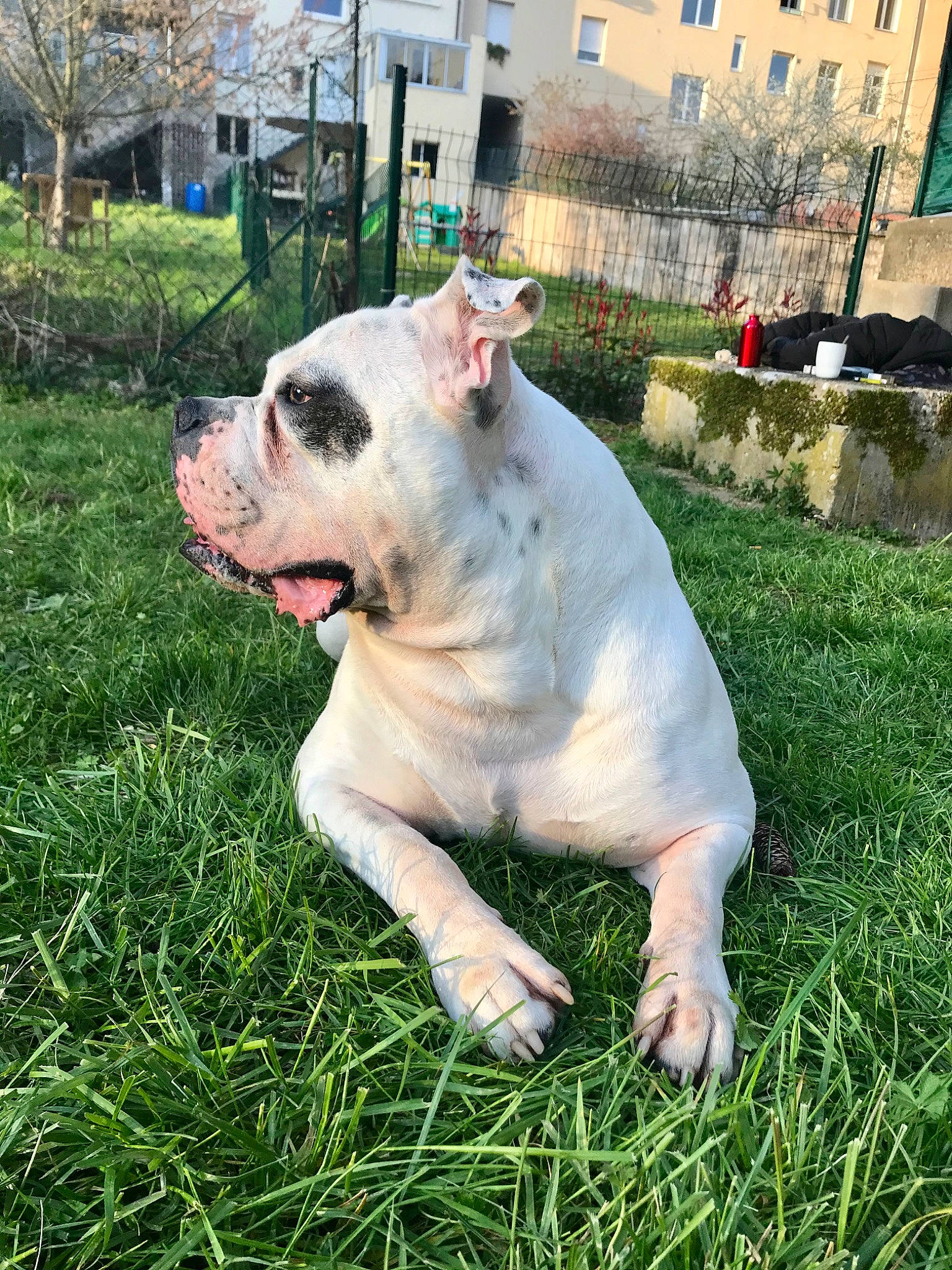 Jackpot participe au concours pour gagner de l'argent avec cette photo : american_bulldog, australian_bulldog, bulldog, canidae, carnivore, companion_dog, dog, dog_breed, dorset_olde_tyme_bulldogge, grass, mammal, non_sporting_group, old_english_bulldog, olde_english_bulldogge, rare_breed_dog, snout, toy_bulldog, valley_bulldog, vertebrate, white_english_bulldog