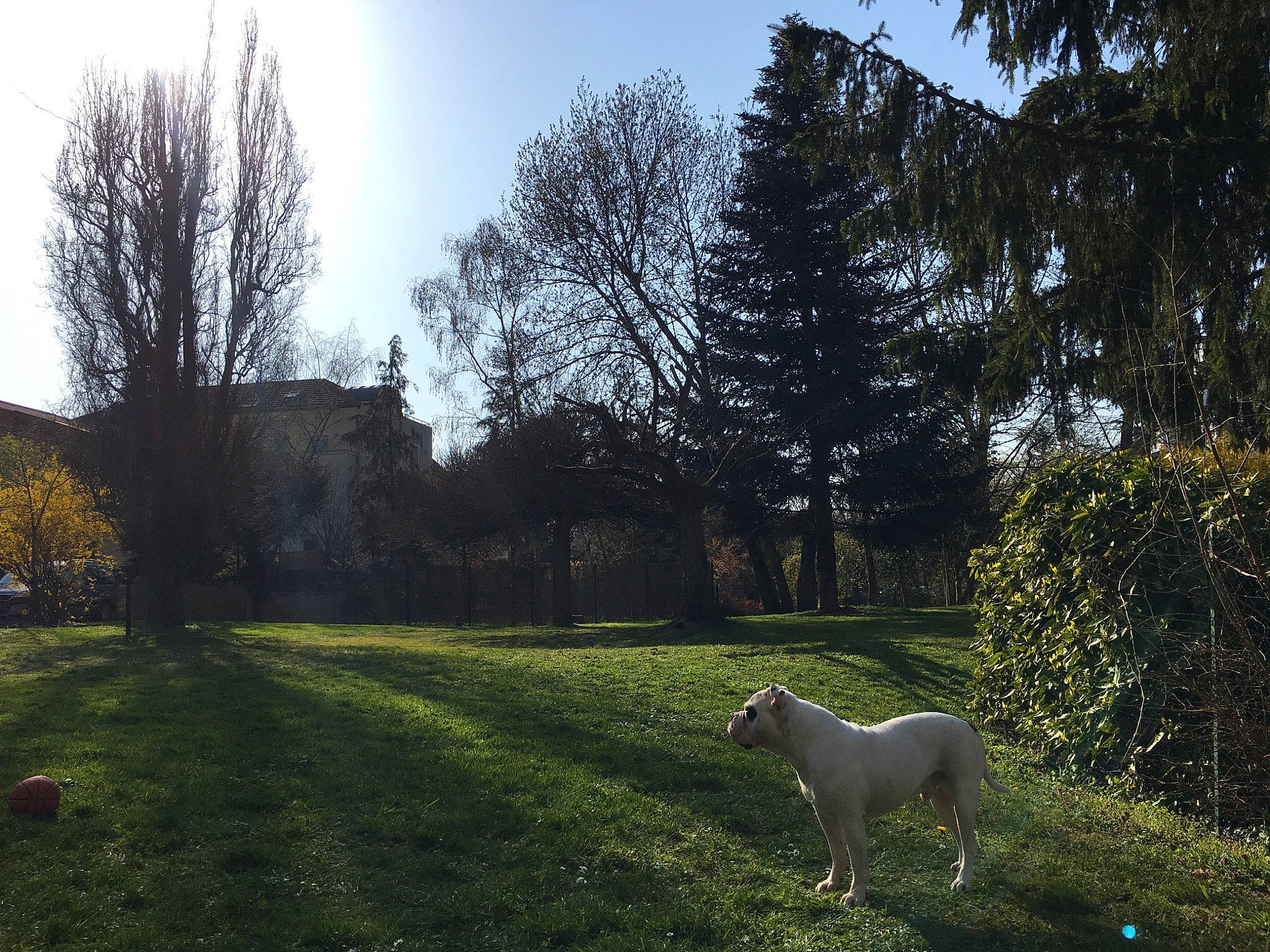 Jackpot a rejoint le concours — aidez-le/la à gagner de superbes lots ! canidae, carnivore, dog, dog_breed, dogo_argentino, grass, grass_family, grassland, grazing, guard_dog, house, lawn, meadow, morning, pasture, sky, sporting_group, spring, sunlight, tree