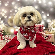 Brody joined the competition — help win amazing prizes! animal, bandana, blanket, bokeh, christmas, cute, decorations, dog, festive, fluffy, gift, holiday, indoors, pet, portrait, present, red_bandana, sitting, small_dog, white_dog