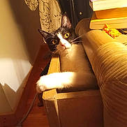 Poppins participe au concours pour gagner de l'argent avec cette photo : cat, black_and_white, indoor, curious, wide_eyes, wooden_drawer, books, couch, curtain, floral_pattern, warm_lighting, shadow, pet, feline, floor, cozy, furniture, whiskers, paws, resting